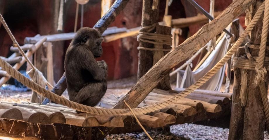 揭秘 AI Gorilla：从病毒式碎玻璃视频到 Gorilla Edge AI 技术全解析
